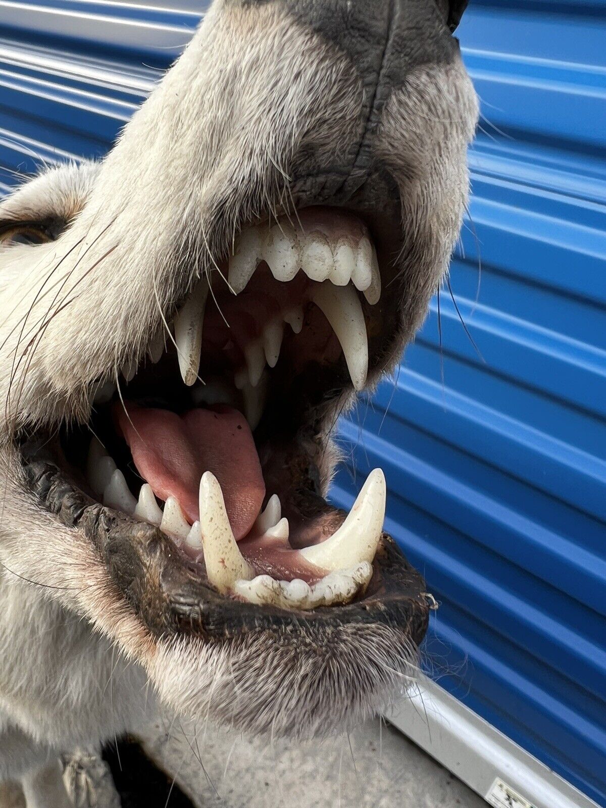 Beautiful Howling Coyote Taxidermy Life Size Mount