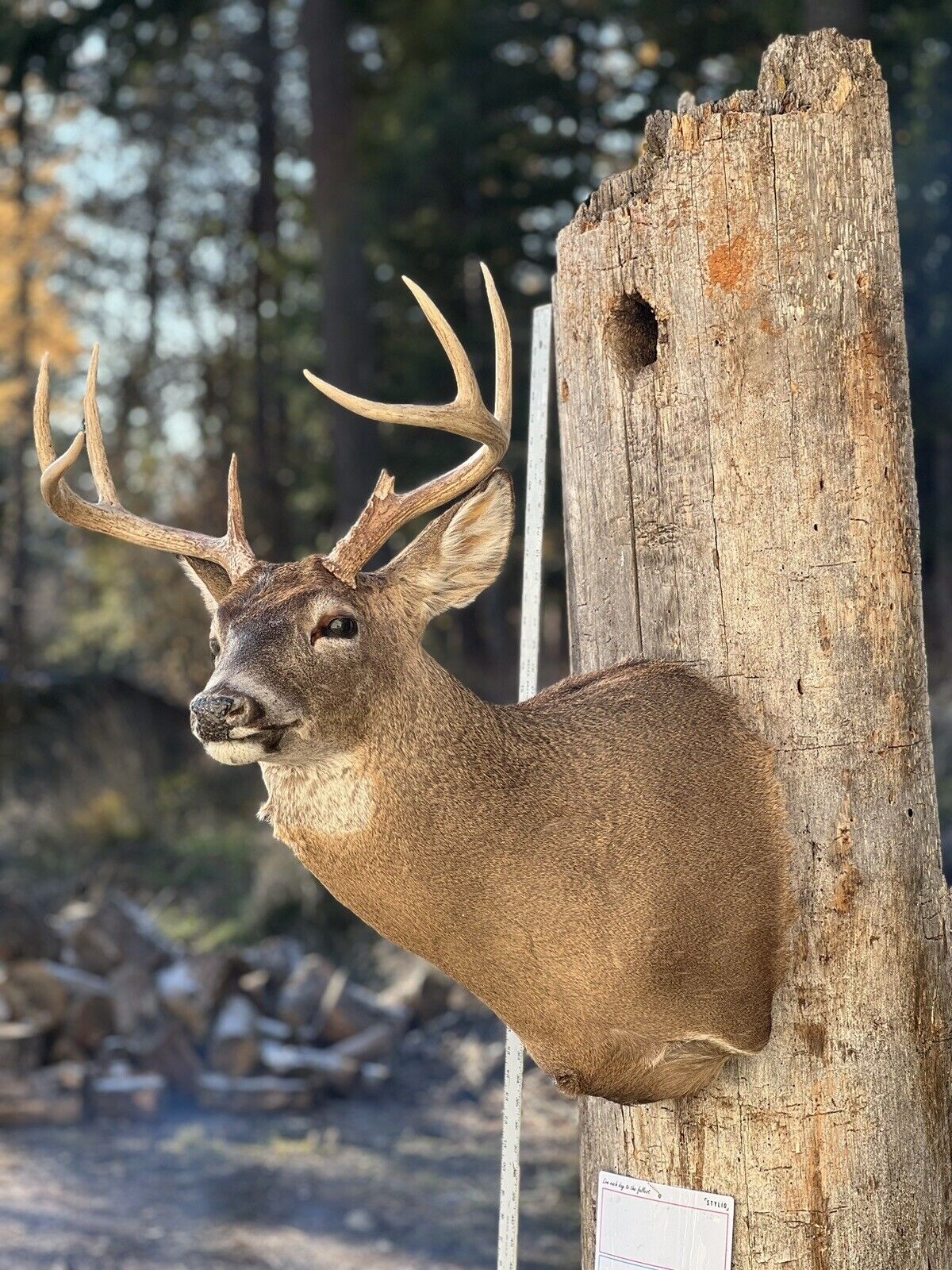 Shoulder Mount  Mule  Deer Real  Antler  Taxidermy Wall Mount