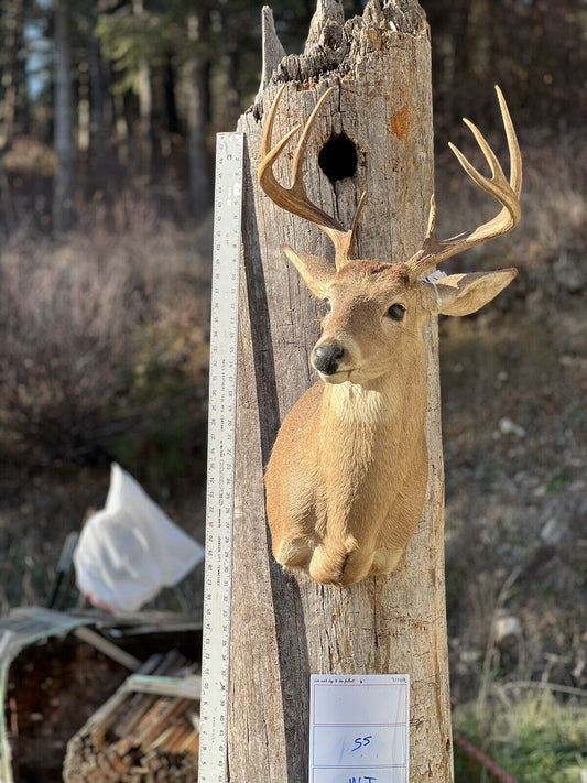 Shoulder Mount   White Tail Deer Real  Antler  Taxidermy Wall Mount