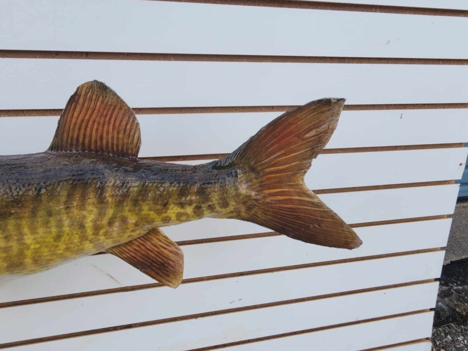 48" Muskie Real Skin Fish Taxidermy
