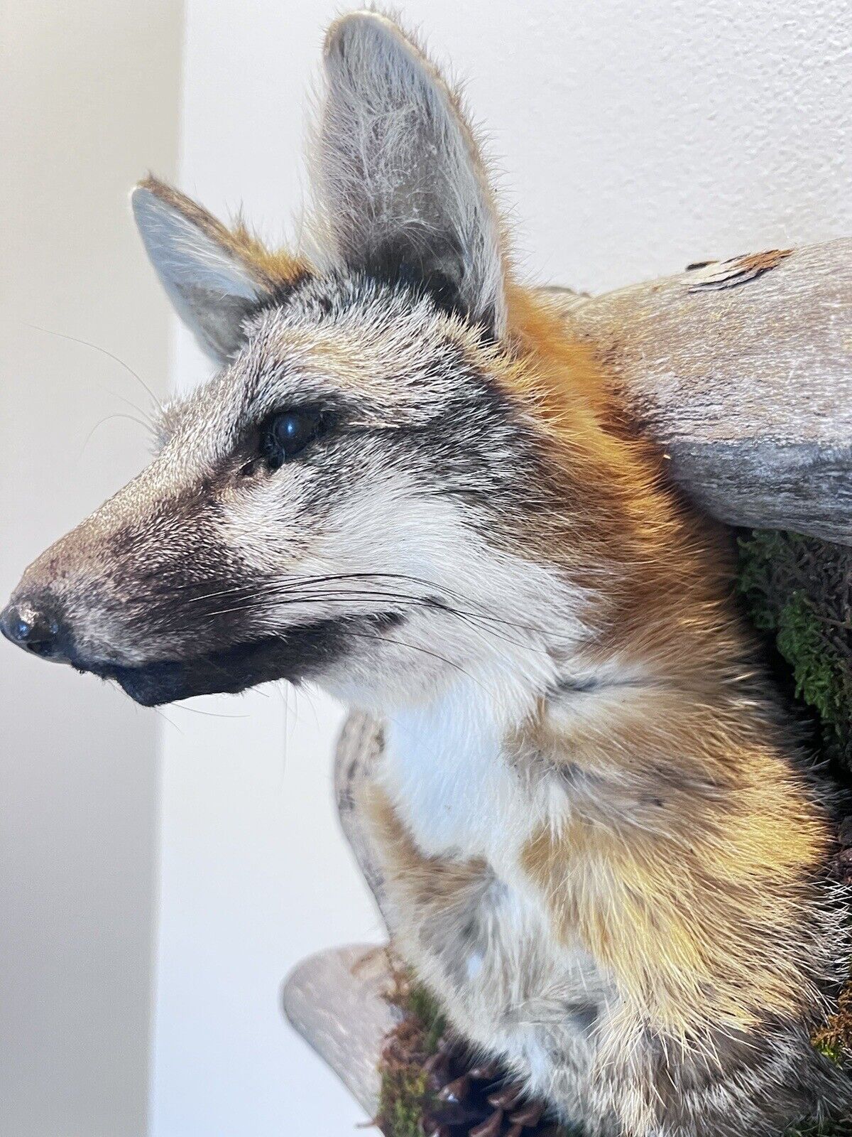 New Beautiful Gray Fox Red Fox Den Taxidermy Wall Mount