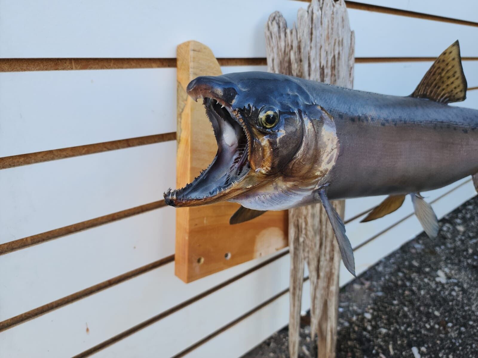 24" Steelhead Real Skin Fish Taxidermy
