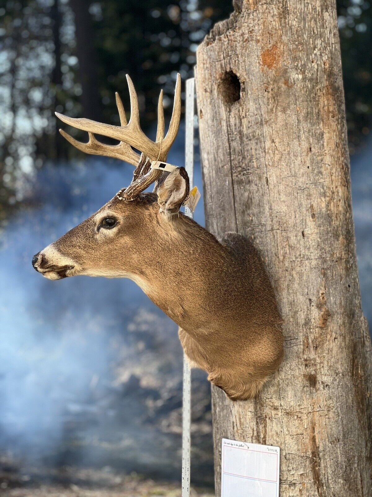 Shoulder Mount   White Tail Deer Real  Antler  Taxidermy Wall Mount