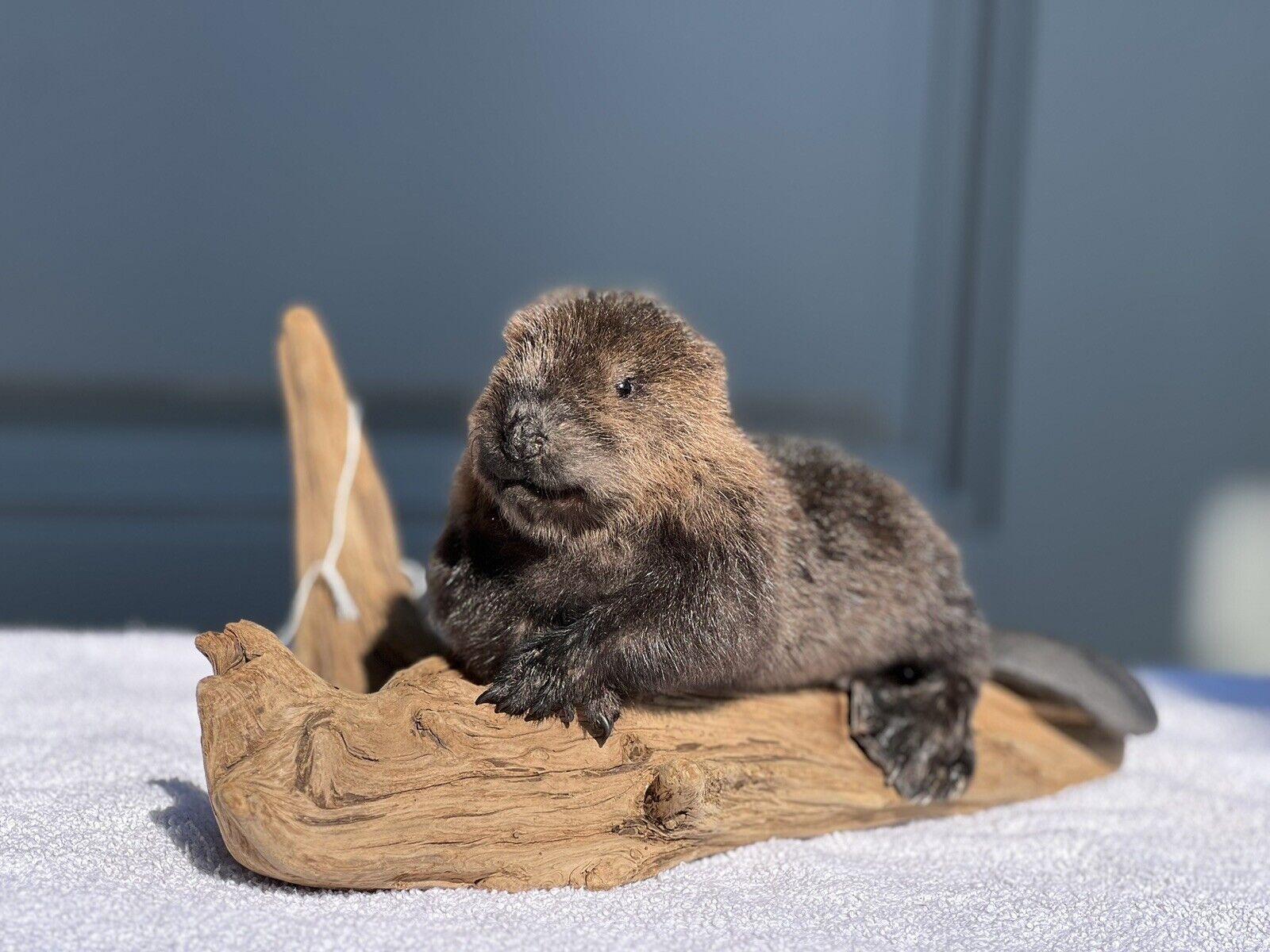 Museum Quality Beautiful Adorable Fatty Beaver Kit Taxidermy Mount Art Wildlife