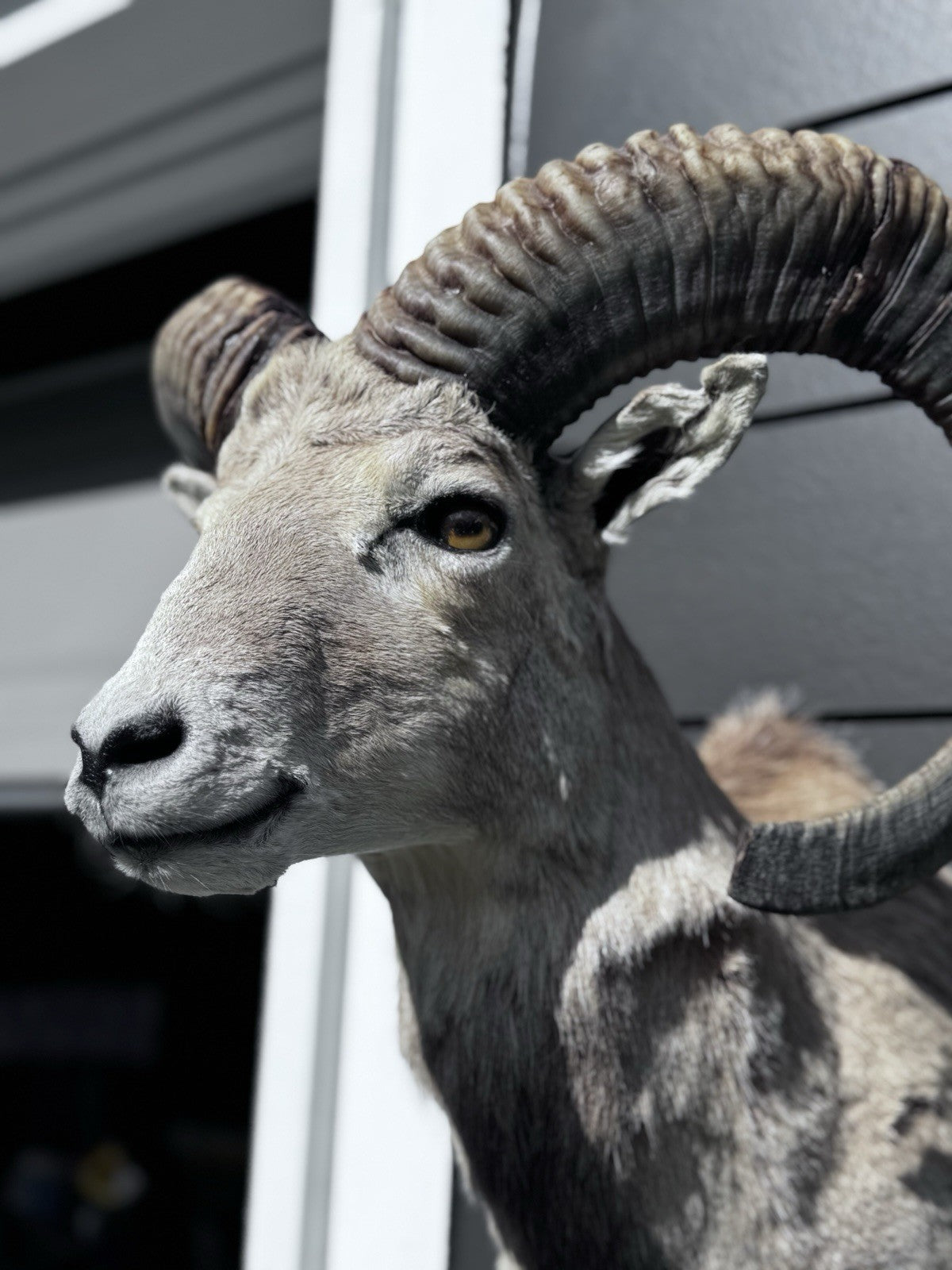 Mouflon sheep taxidermy mount