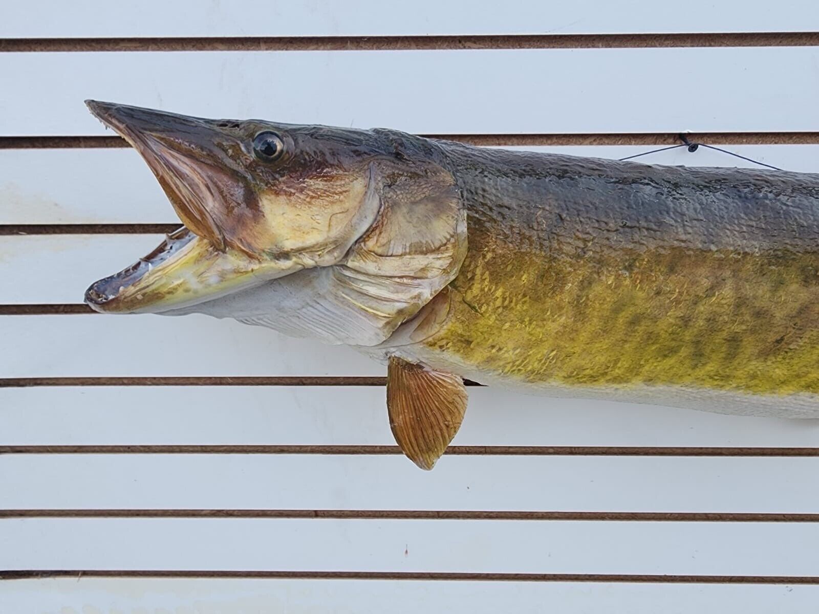 48" Muskie Real Skin Fish Taxidermy