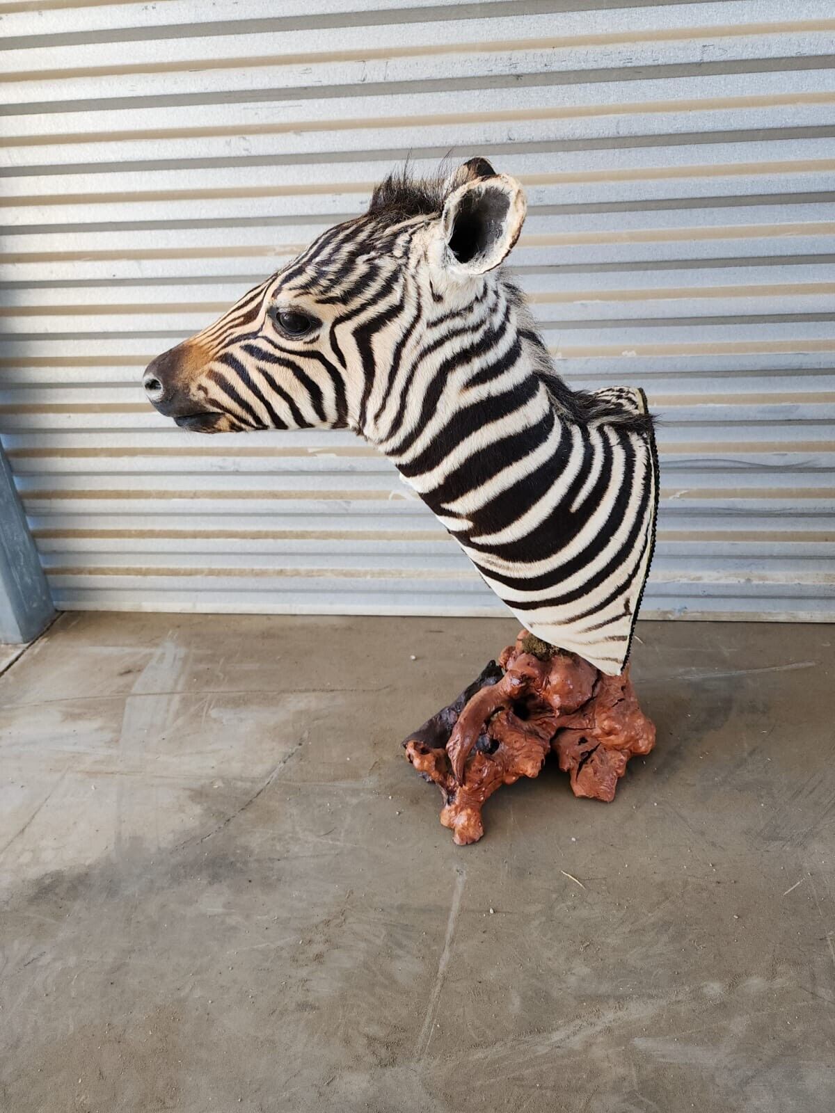 BURCHELL AFRICAN TROPHY BABY ZEBRA SHOULDER MOUNT | TAXIDERMY ON PEDESTAL MOUNT