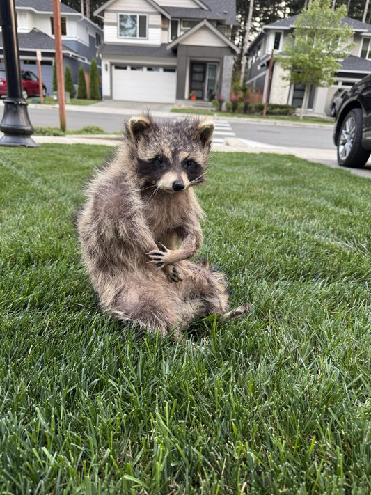 Raccoon Full Body Taxidermy Mount