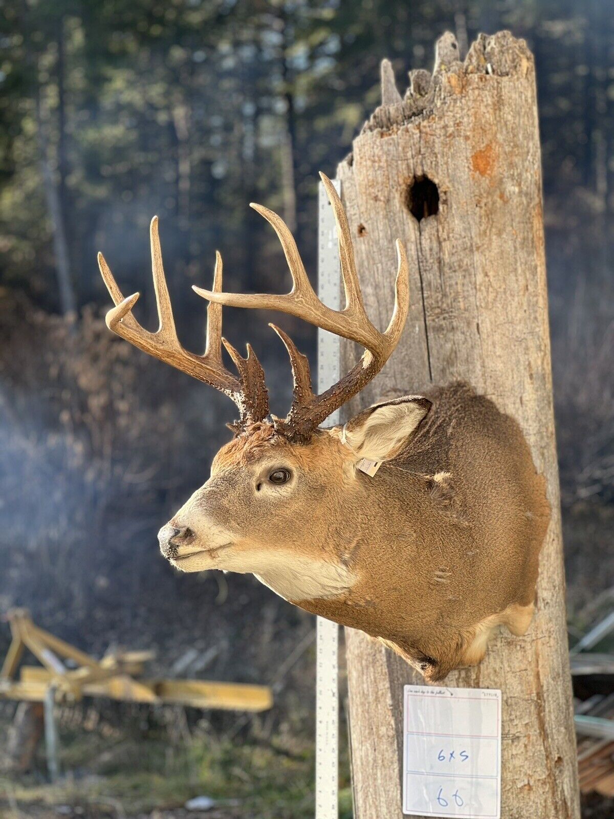 Shoulder Mount   White Tail Deer Real  Antler  Taxidermy Wall Mount 6X5