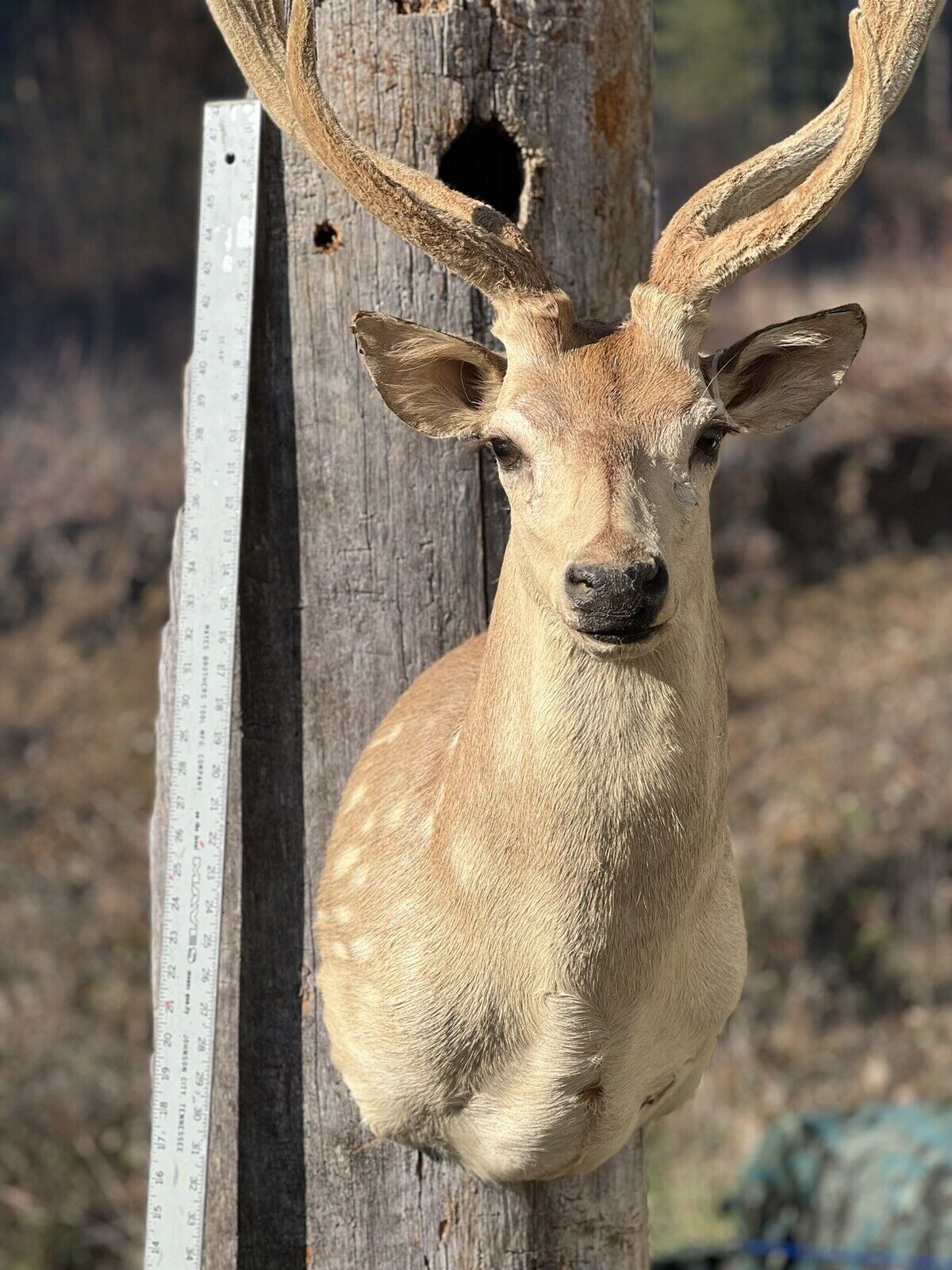 Axis Deer Real Velvet Antler  Taxidermy Wall Shoulder Mount