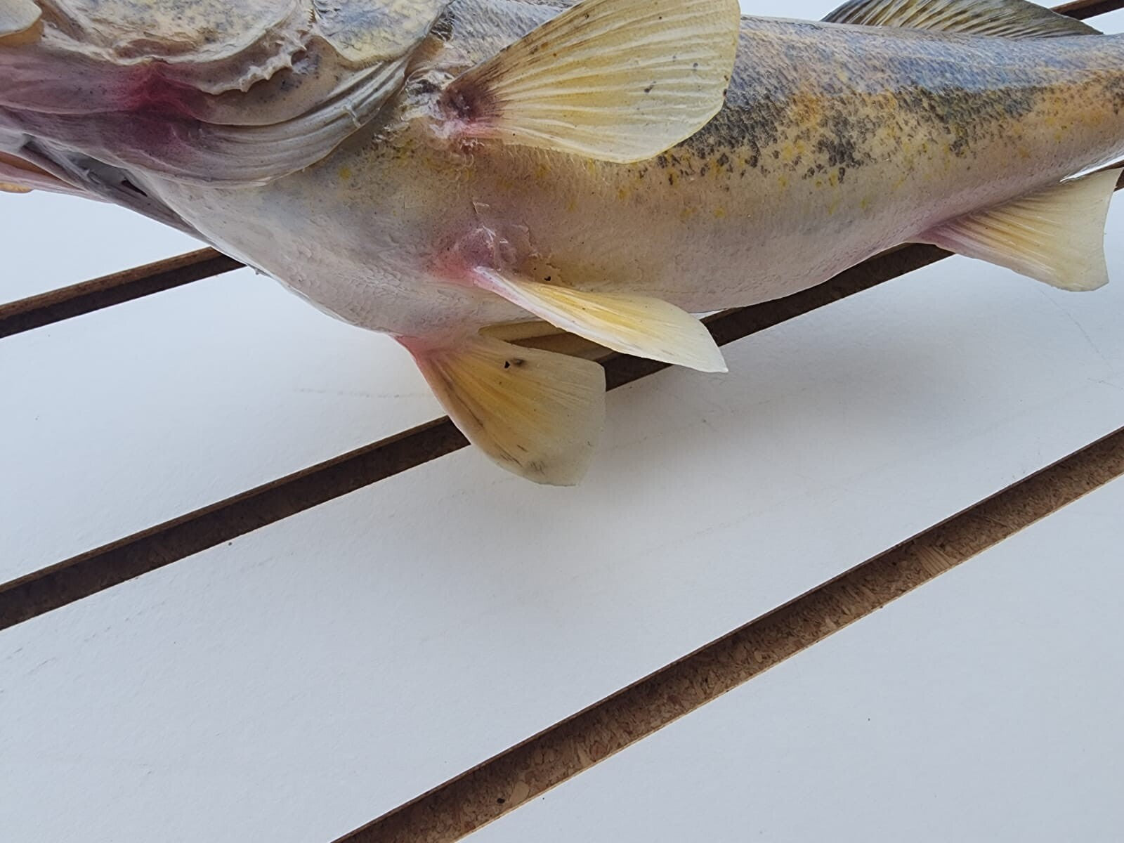 14" Sauger Real Skin Fish Taxidermy