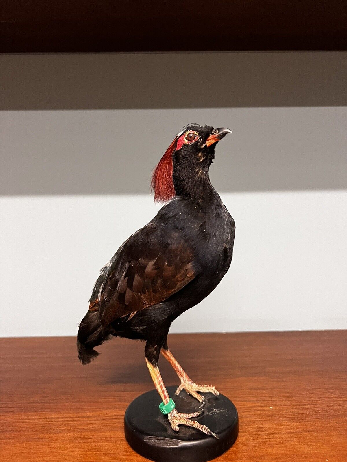 Real taxidermy crested partridge/roul-roul male