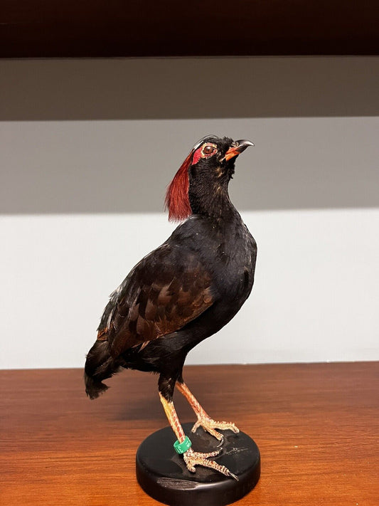 Real taxidermy crested partridge/roul-roul male