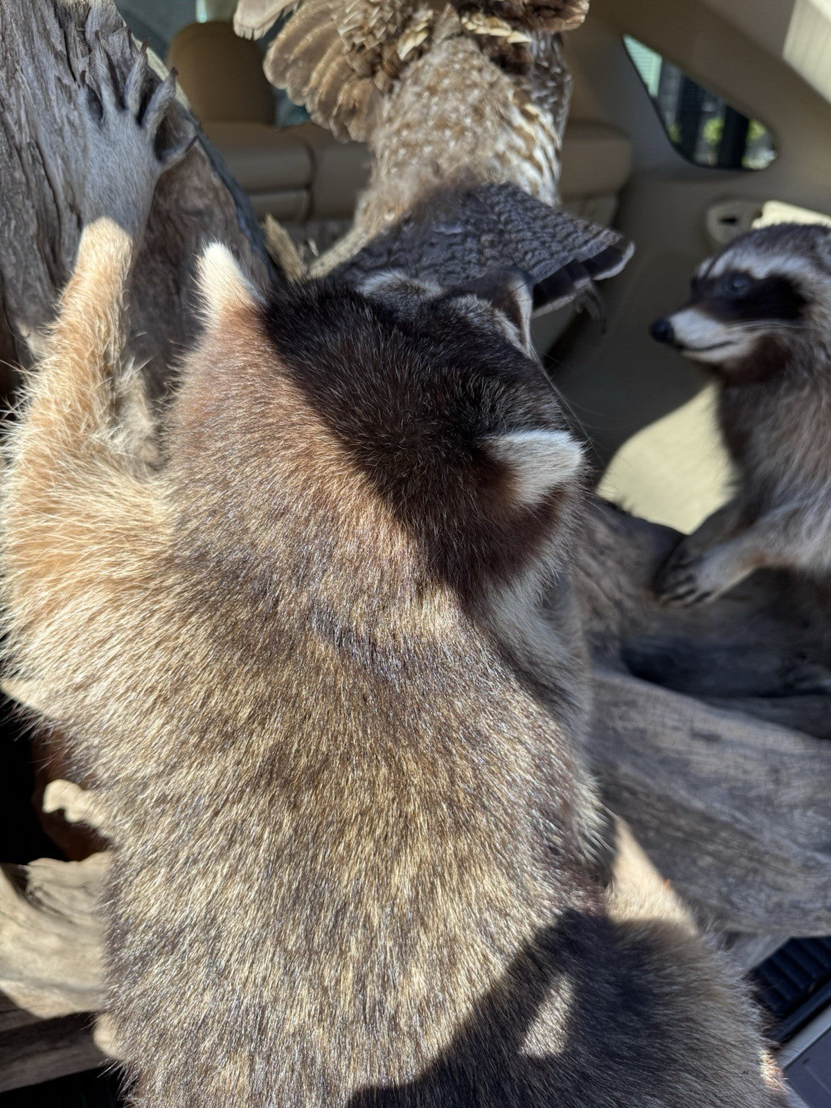 Two Raccoon Full Body Taxidermy Wall Mount  /  Long Fluffy Fur on  Wooden Log