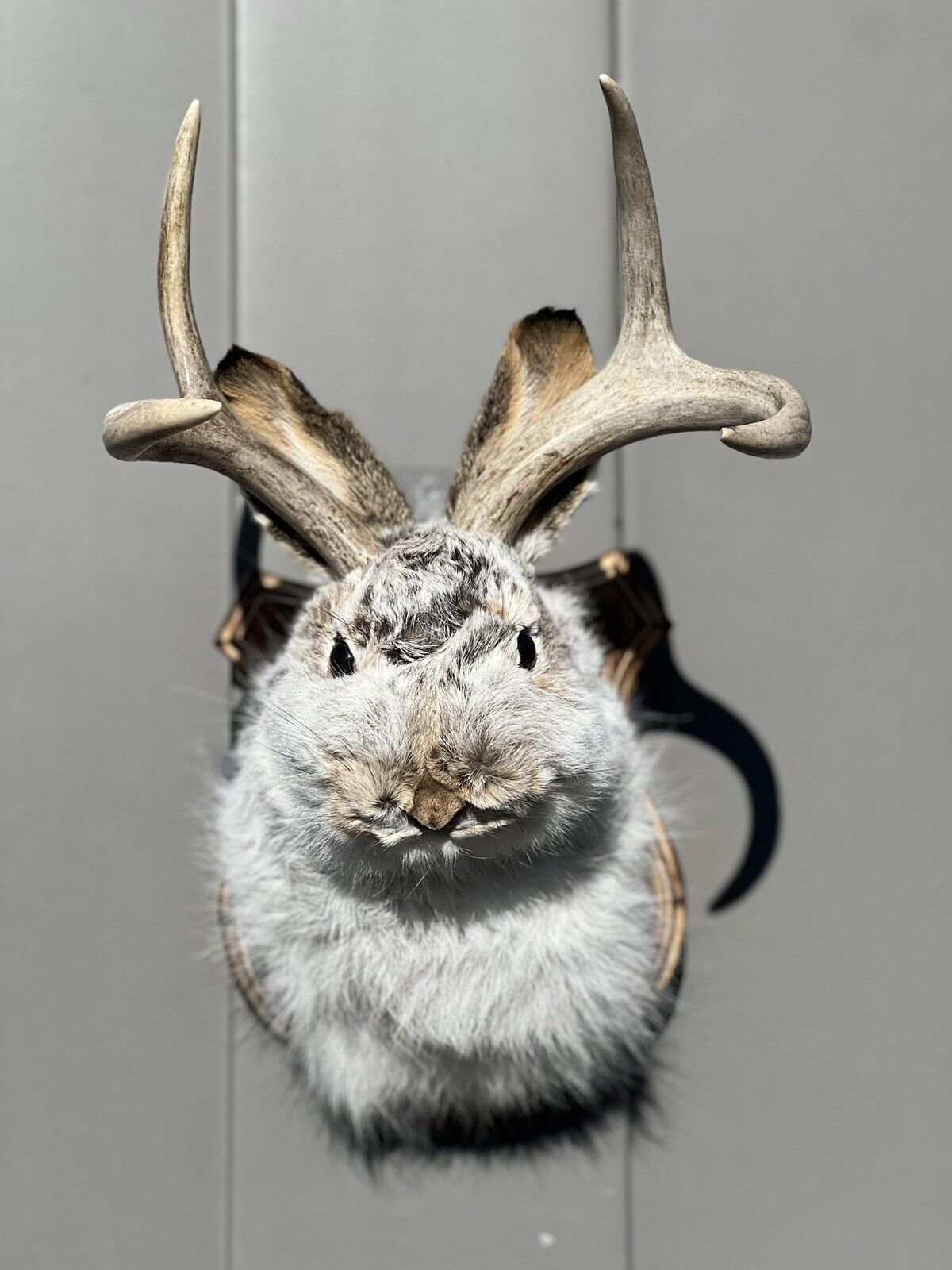 New Fluffy  Jackalope Taxidermy Wall Hanging Deer Jack Rabbit Antlers