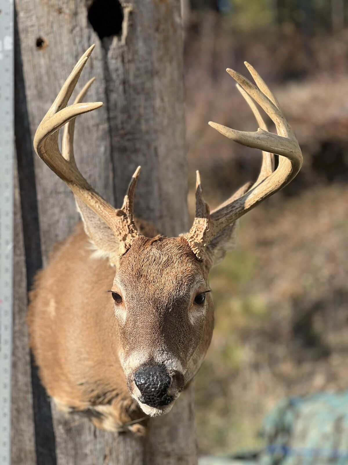 Shoulder Mount   White Tail Deer Real  Antler  Taxidermy Wall Mount