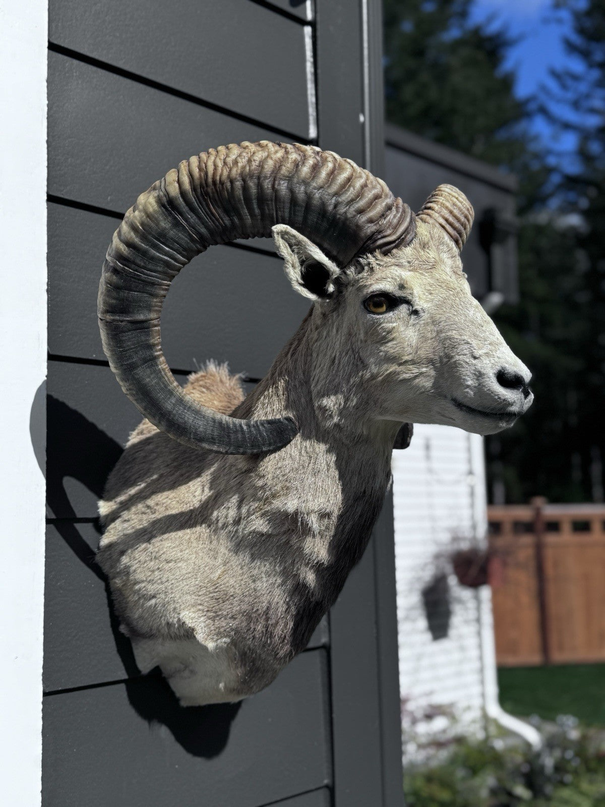 Mouflon sheep taxidermy mount