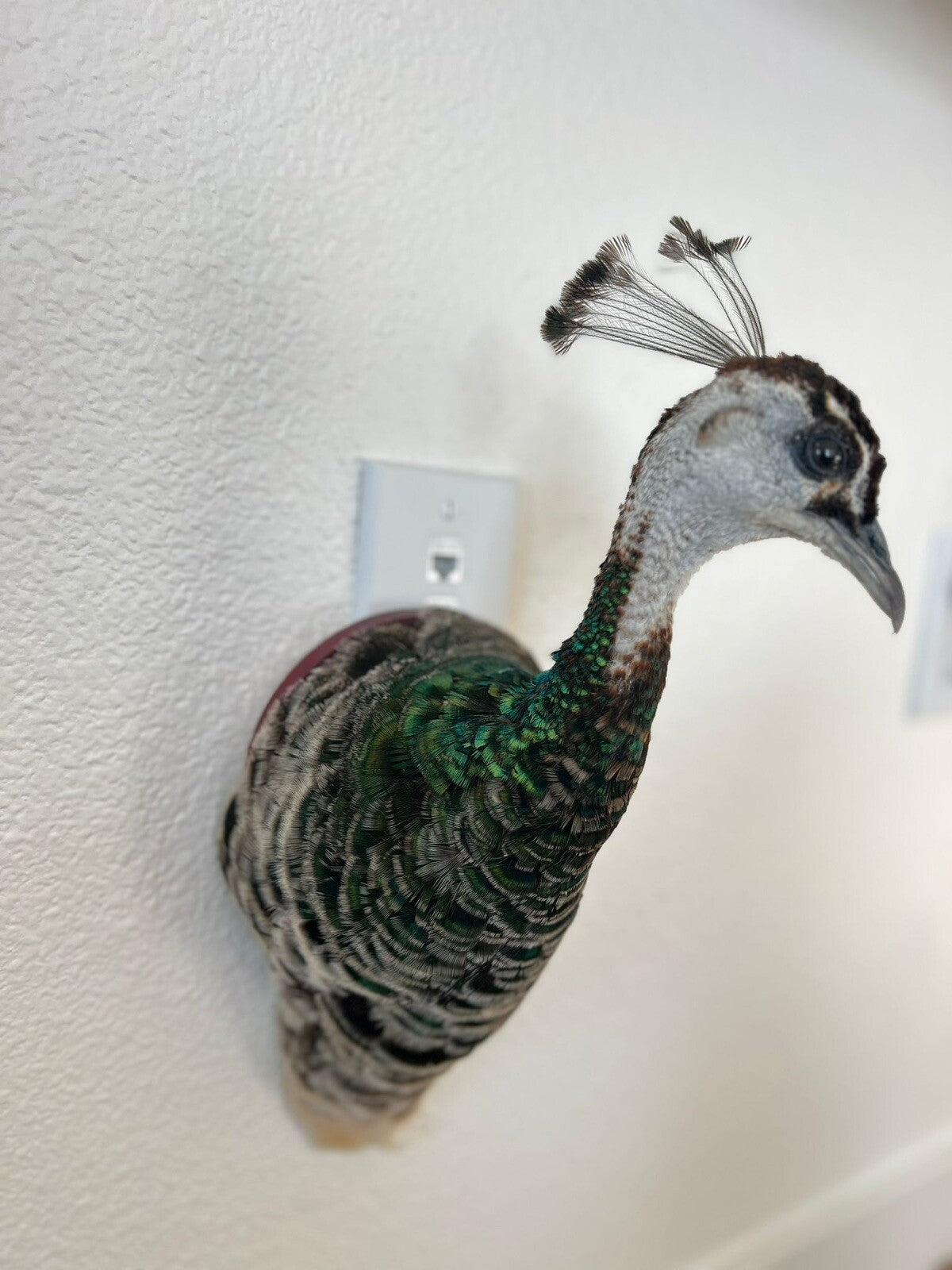 Museum quality FEMALE PEACOCK  Shoulder Taxidermy WALL-Mount