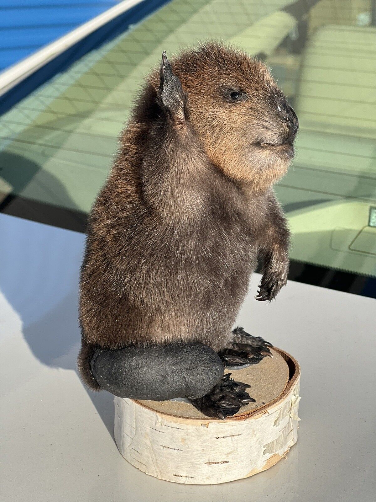 Museum Quality Beautiful Adorable Fatty Beaver Kit Taxidermy Mount Art Wildlife