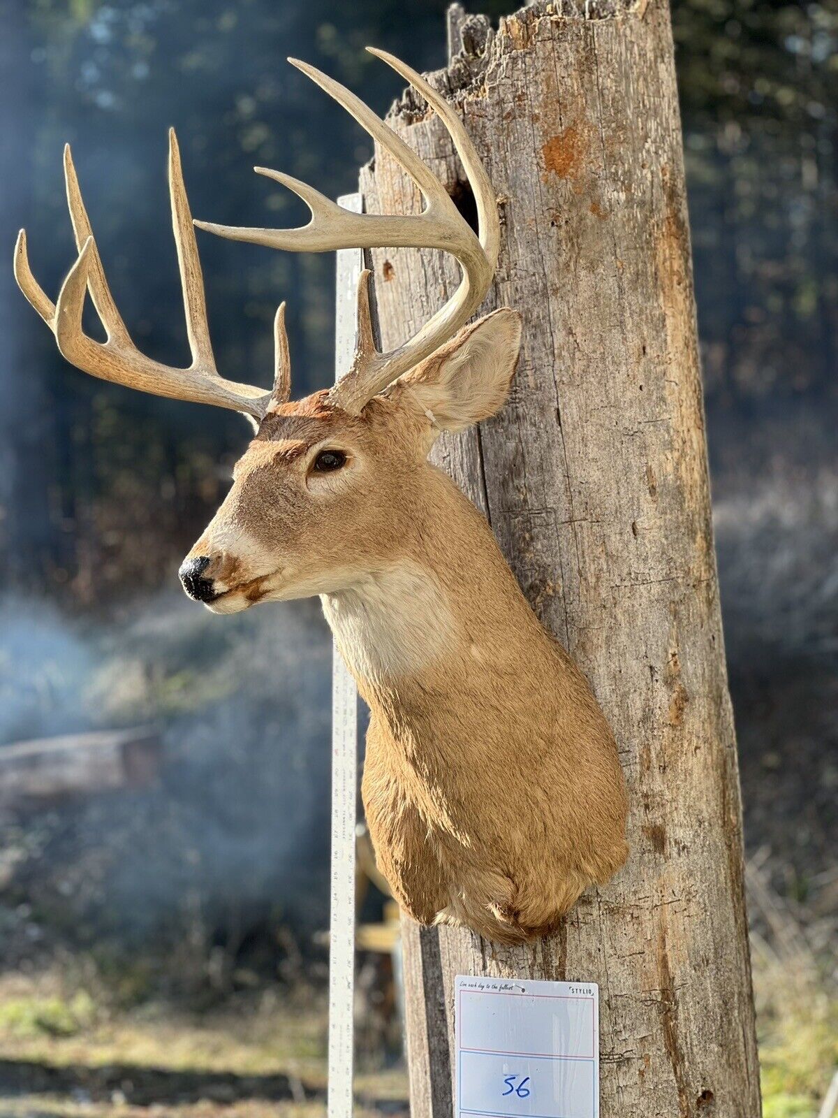 Shoulder Mount   White Tail Deer Real  Antler  Taxidermy Wall Mount