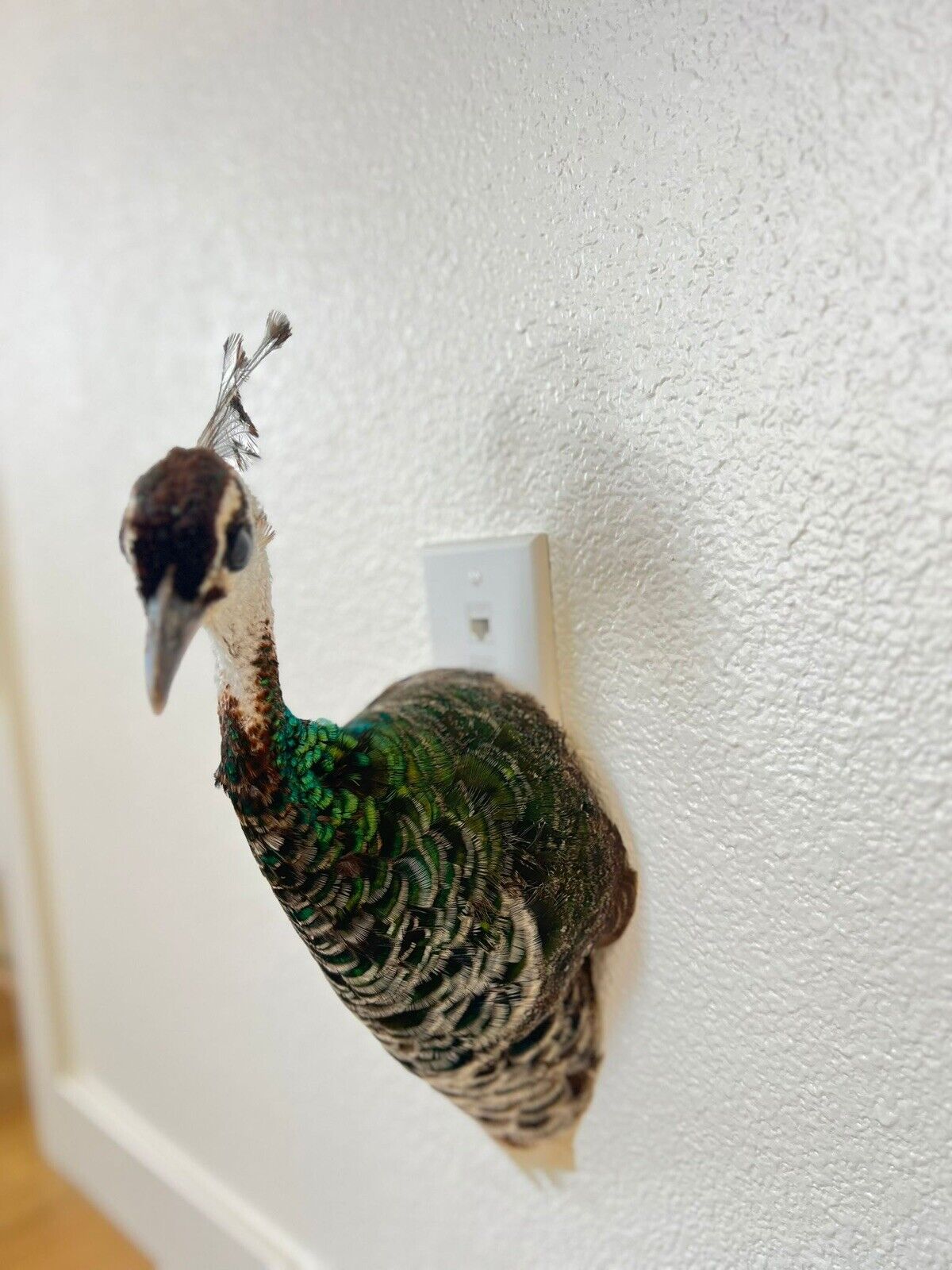 Museum quality FEMALE PEACOCK  Shoulder Taxidermy WALL-Mount
