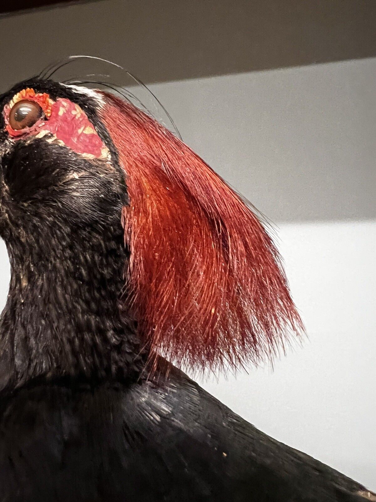 Real taxidermy crested partridge/roul-roul male