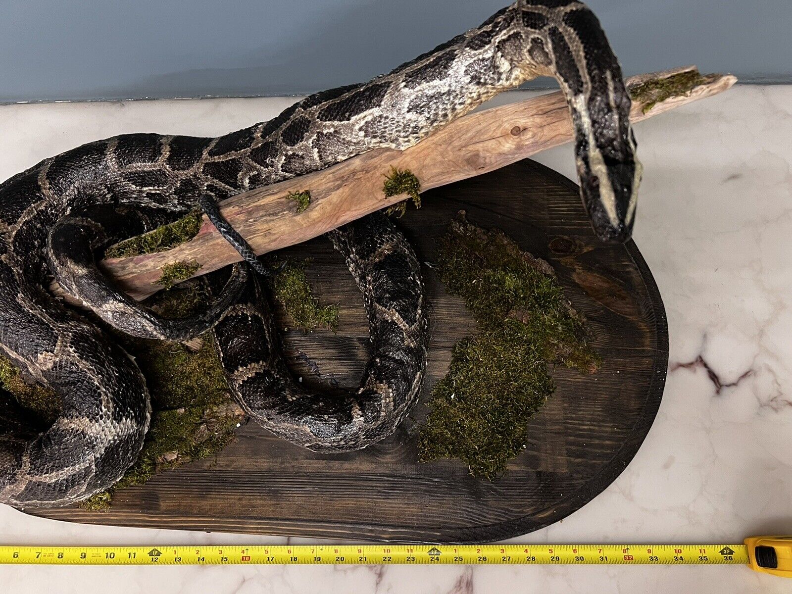 Python Snake Taxidermy Mount