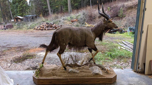 Nyala  Full Size Taxidermy Mount