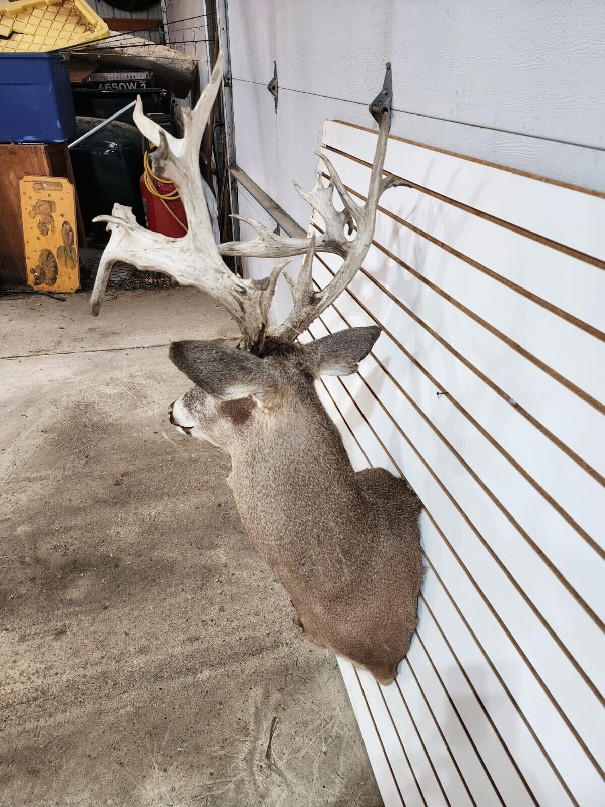 White Tail Deer Real  Antler  Taxidermy Wall Mount- shoulder mount