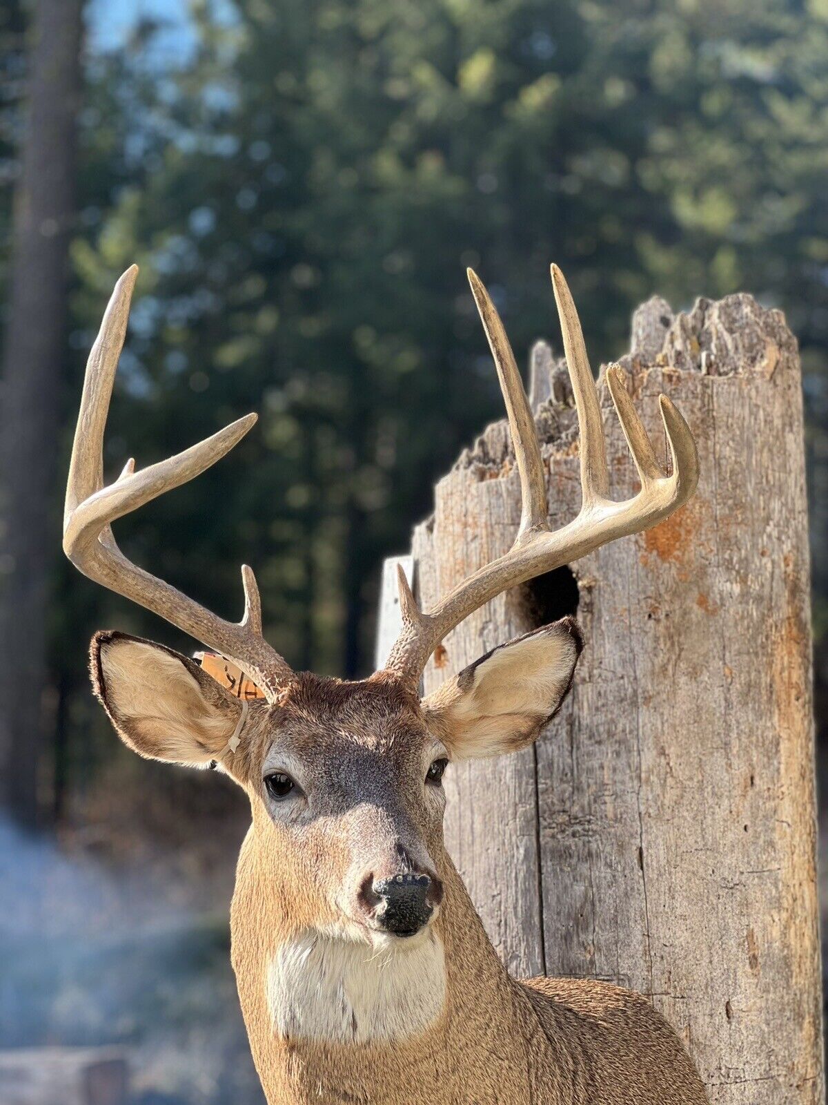 Shoulder Mount   White Tail Deer Real  Antler  Taxidermy Wall Mount
