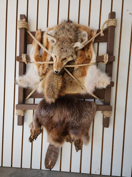 Coyote Beaver Fur Trappers Pack Mount Taxidermy Cabinet Wall Mount