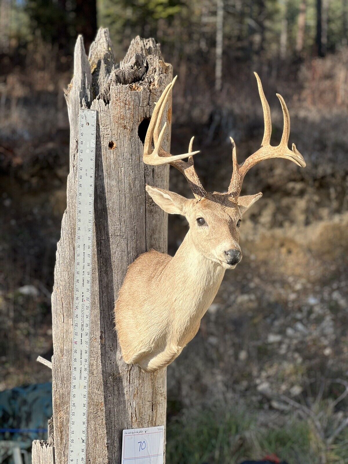 Shoulder Mount   White Tail Deer Real  Antler  Taxidermy Wall Mount