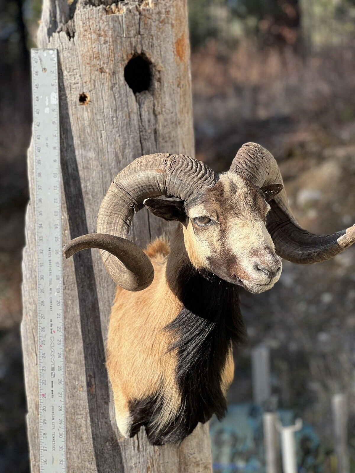 Corcican Ram Sheep Shoulder Mount Taxidermy