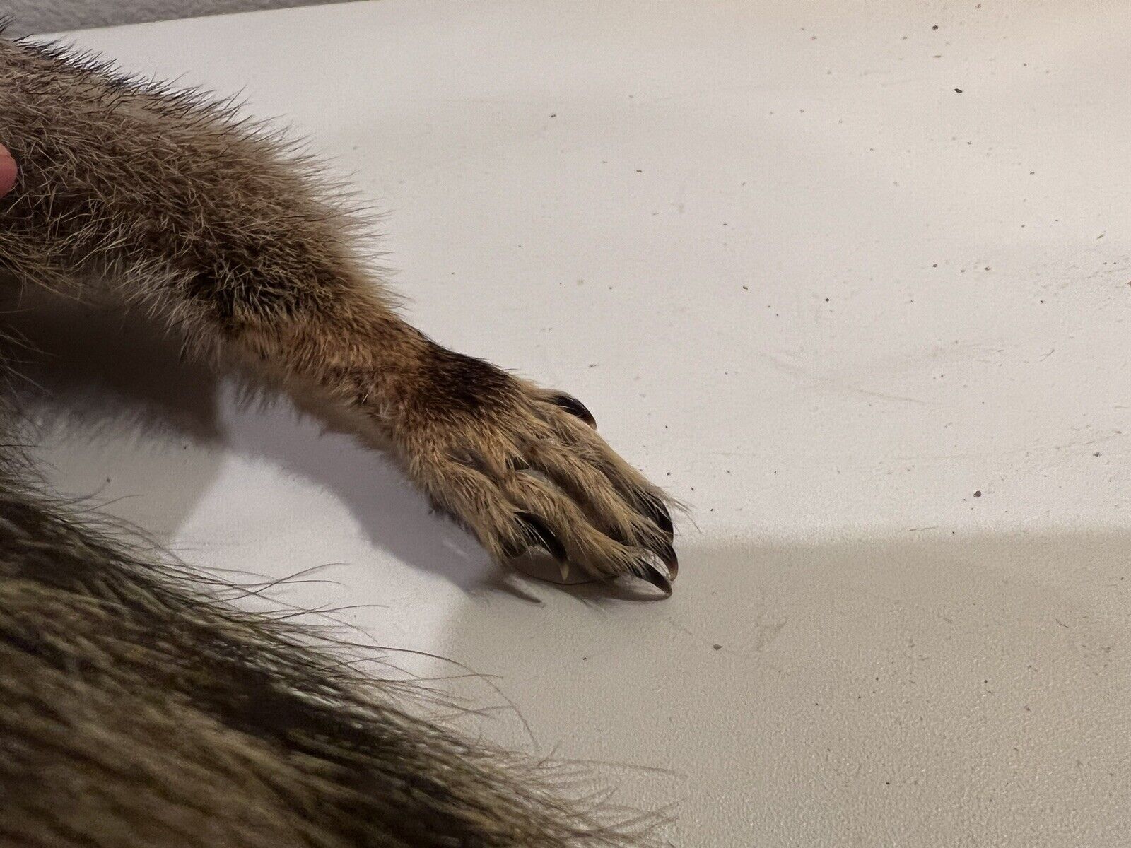 Flying Squirrel Beautiful Adorable Taxidermy Wall-Mount Wooden Base