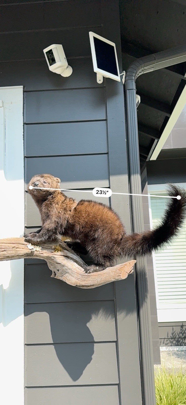 Fisher Life-Size Taxidermy Wall Mount