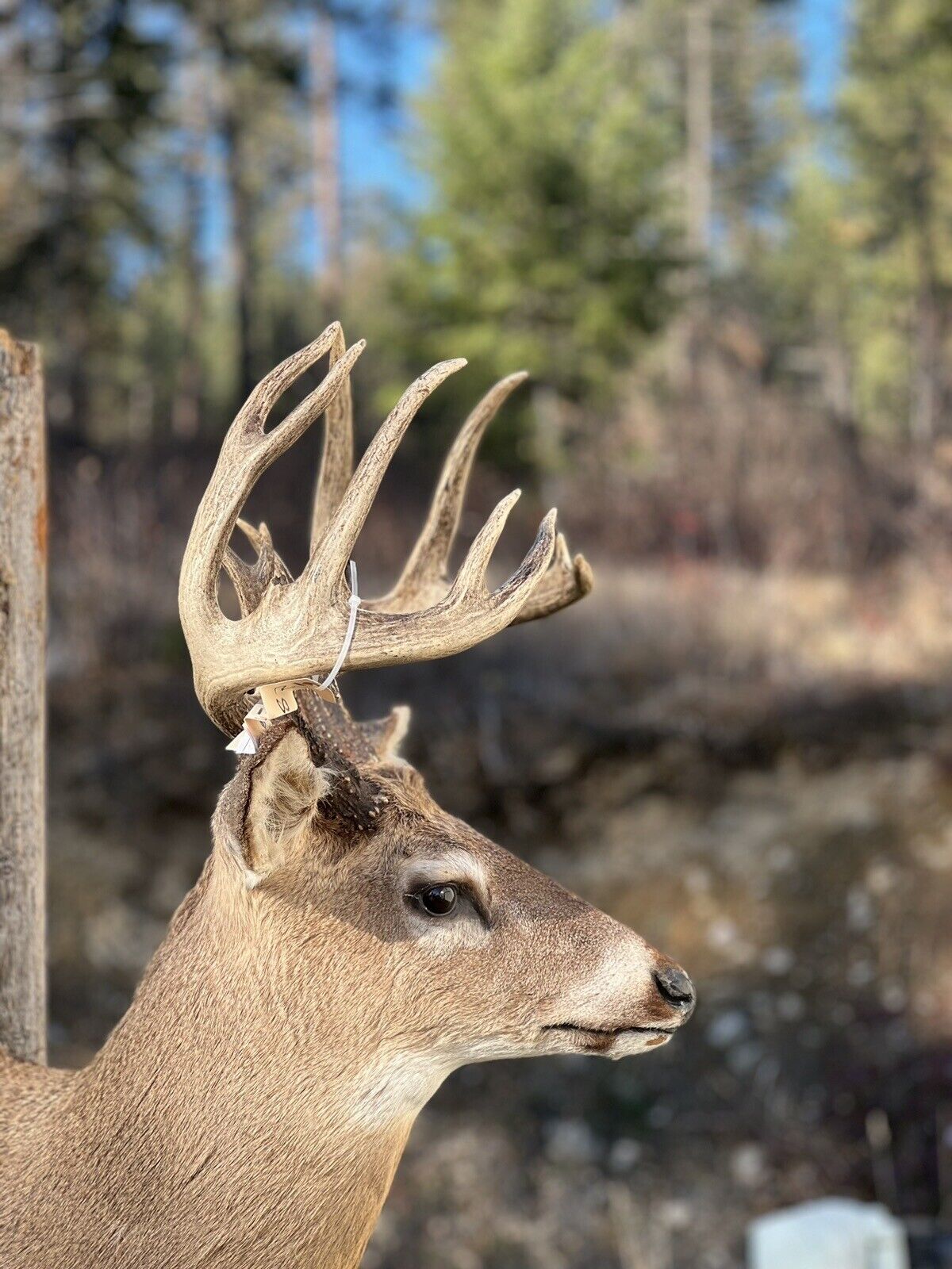Shoulder Mount   White Tail Deer Real  Antler  Taxidermy Wall Mount