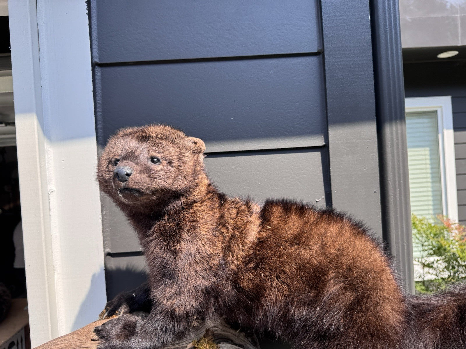 Fisher Life-Size Taxidermy Wall Mount