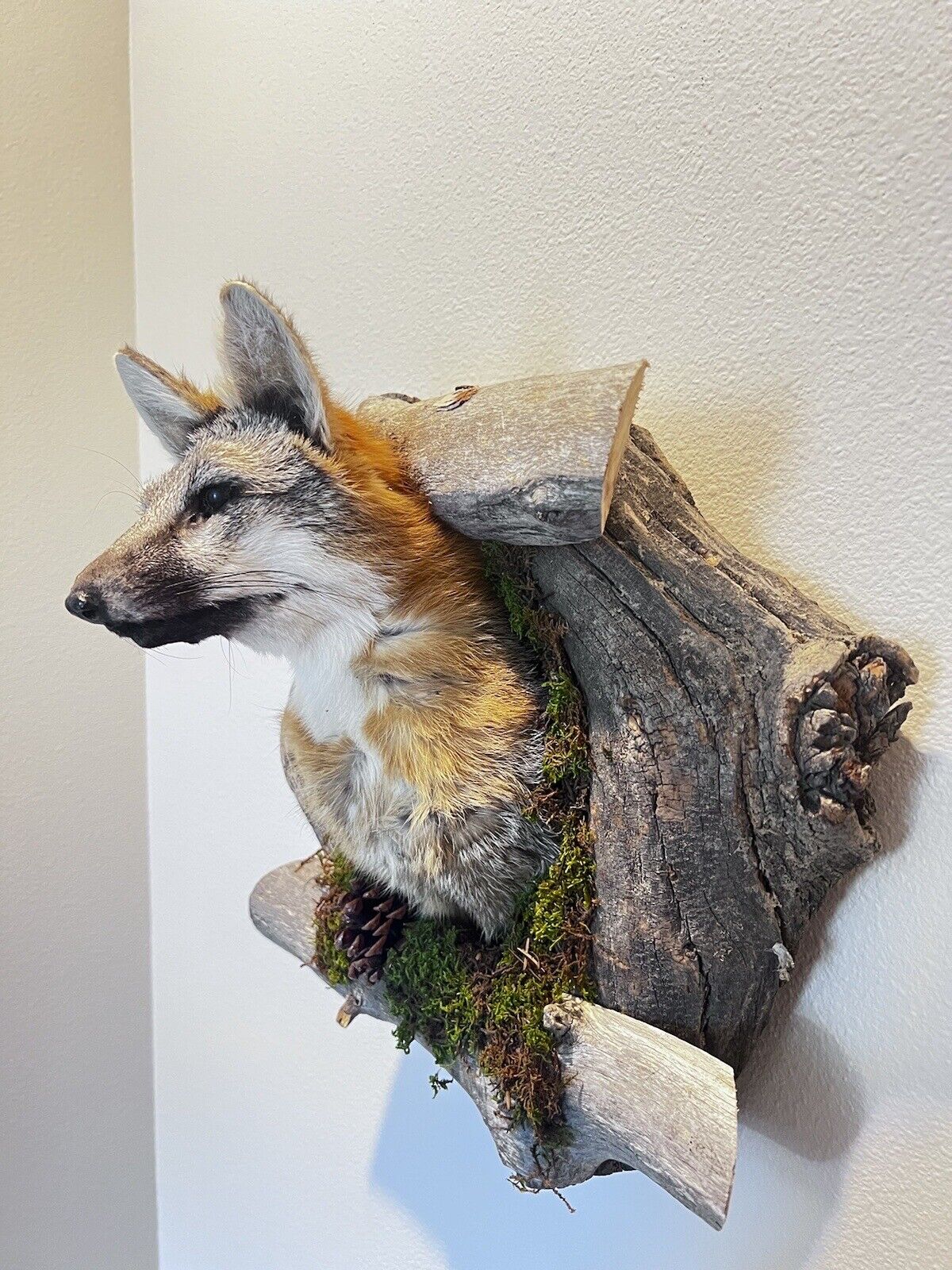 New Beautiful Gray Fox Red Fox Den Taxidermy Wall Mount