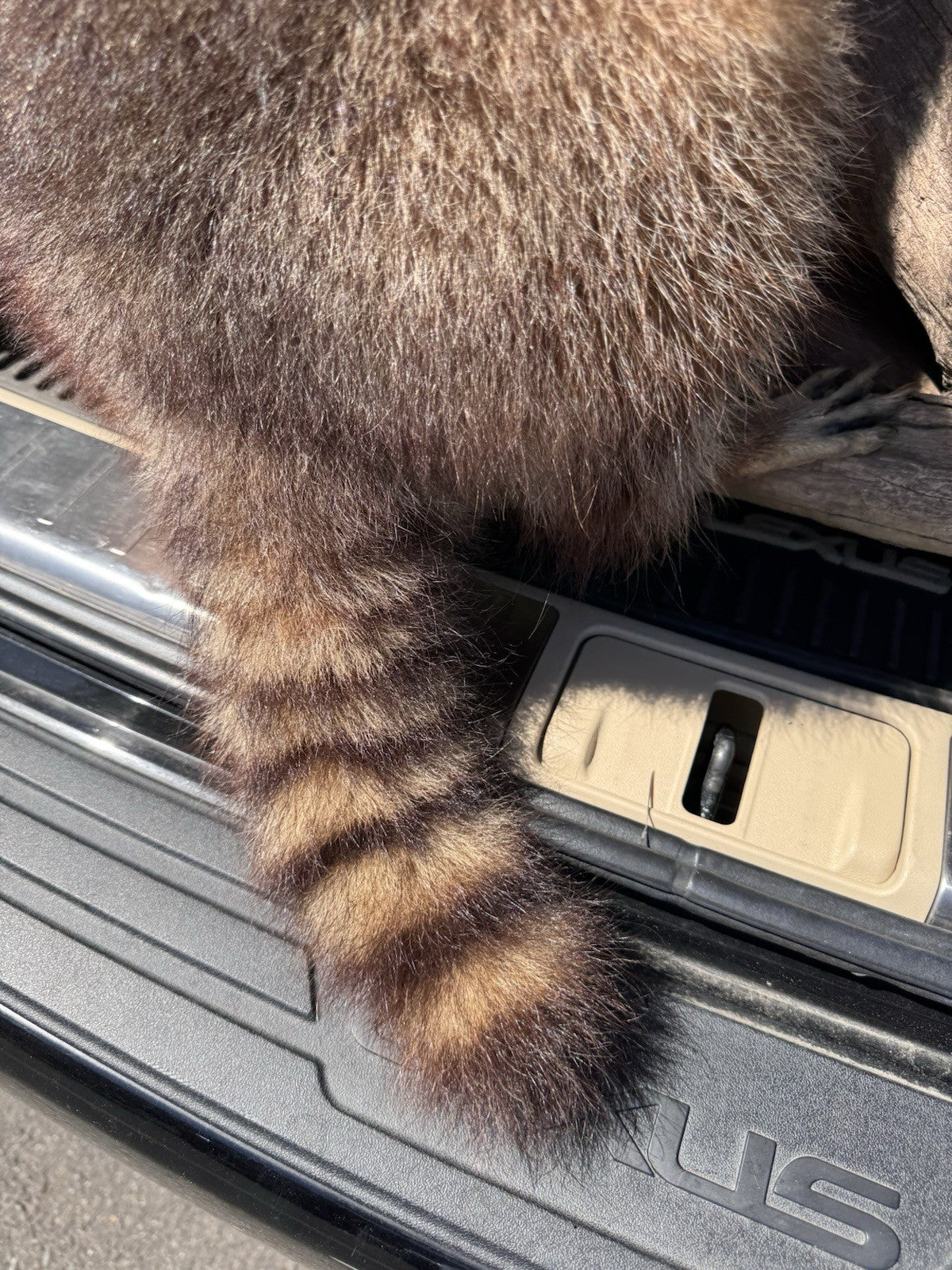 Two Raccoon Full Body Taxidermy Wall Mount  /  Long Fluffy Fur on  Wooden Log