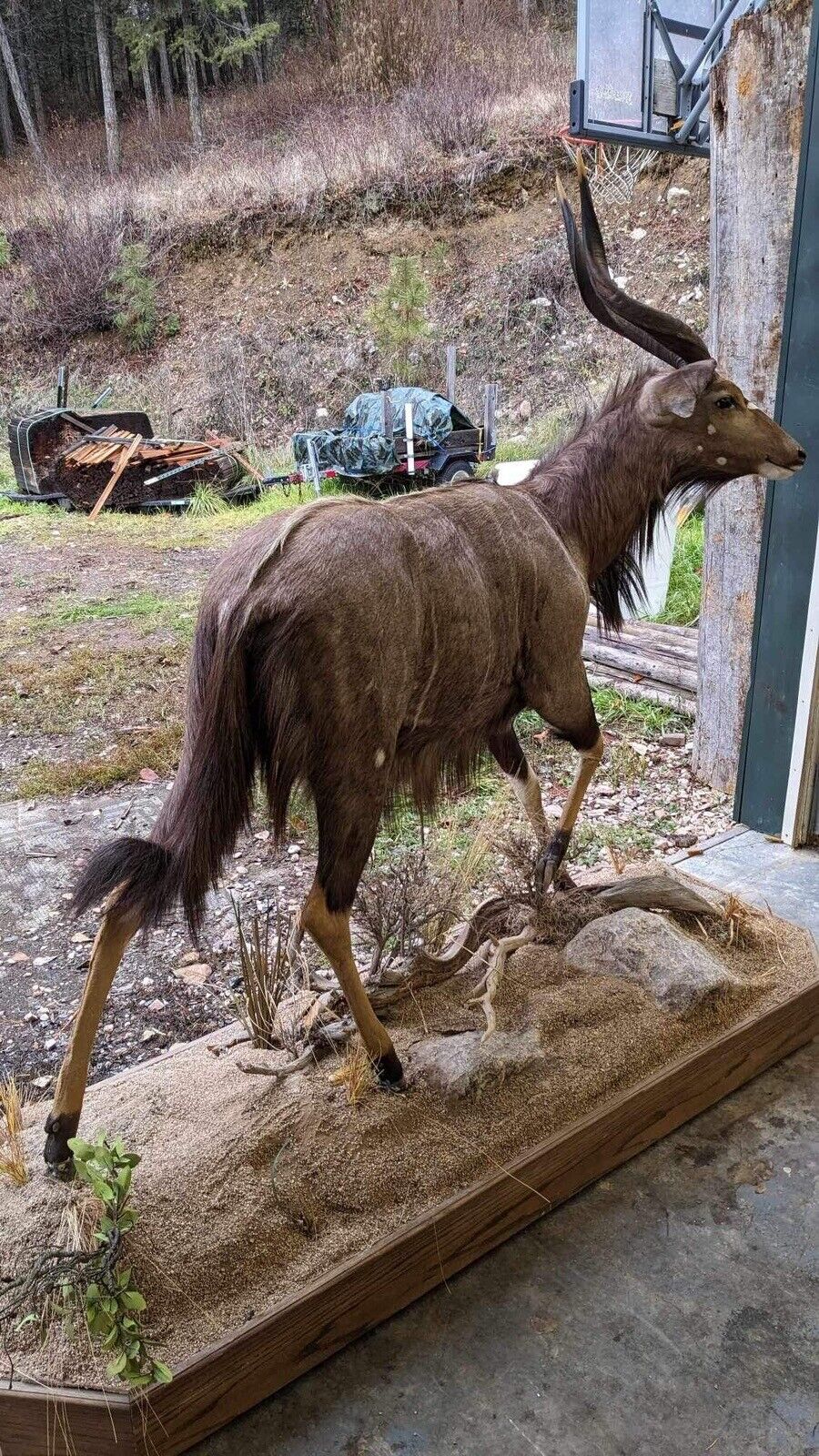 Nyala  Full Size Taxidermy Mount