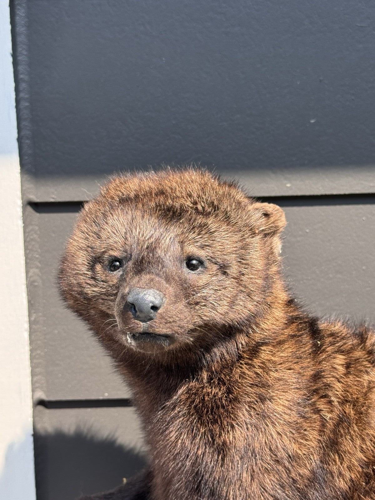 Fisher Life-Size Taxidermy Wall Mount