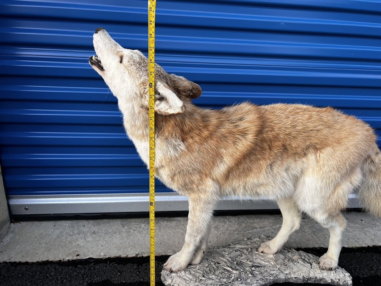 Beautiful Howling Coyote Taxidermy Life Size Mount