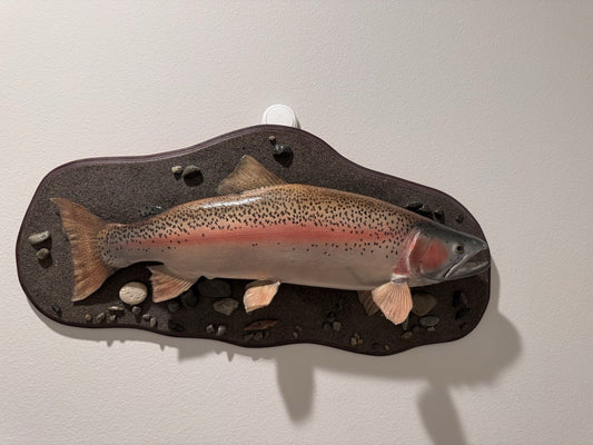 26" Rainbow Trout Fish Taxidermy Wall Mount