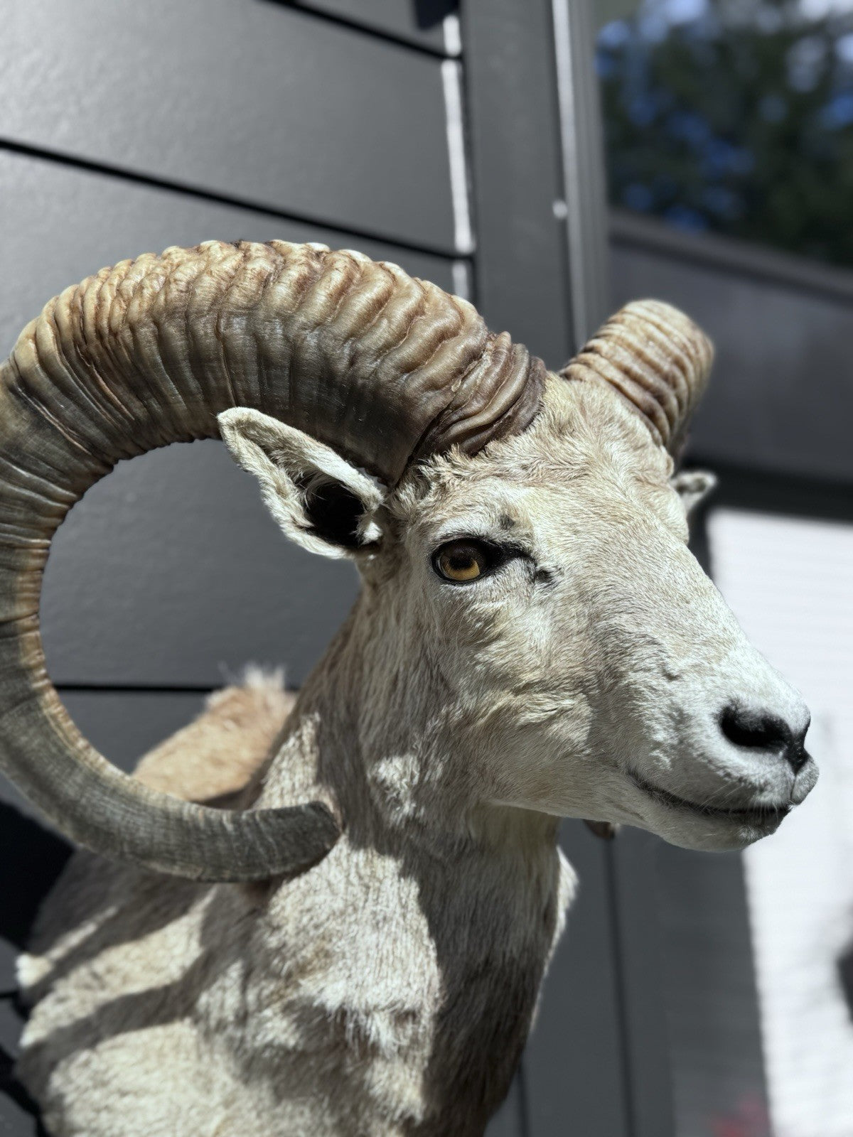 Mouflon sheep taxidermy mount