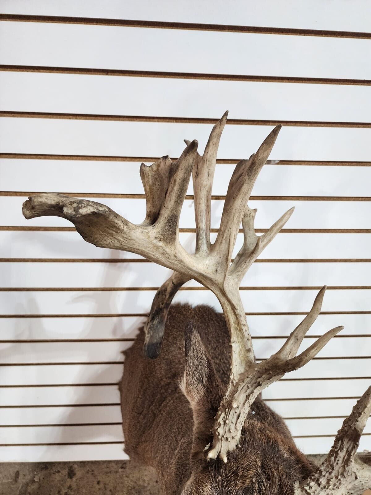 White Tail Deer Real  HUGE Antler  Taxidermy Wall Mount 300 CLASS ANTLERS