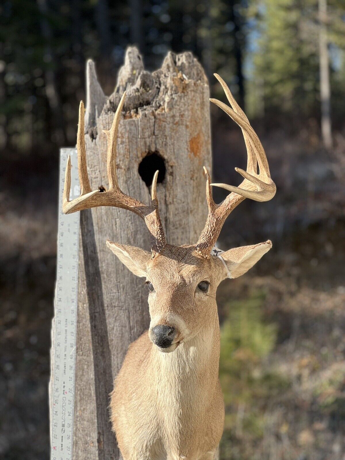 Shoulder Mount   White Tail Deer Real  Antler  Taxidermy Wall Mount