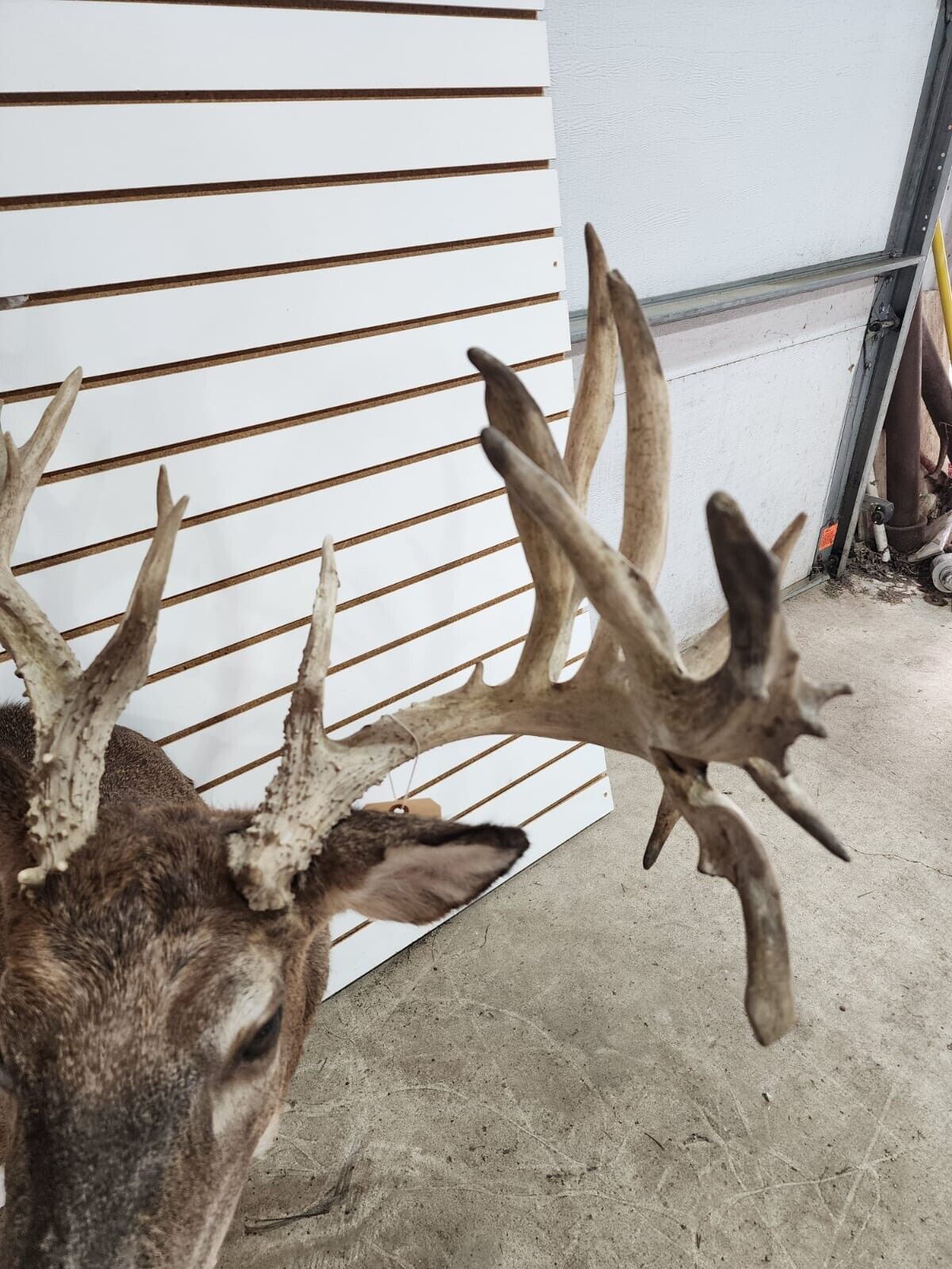White Tail Deer Real  HUGE Antler  Taxidermy Wall Mount 300 CLASS ANTLERS