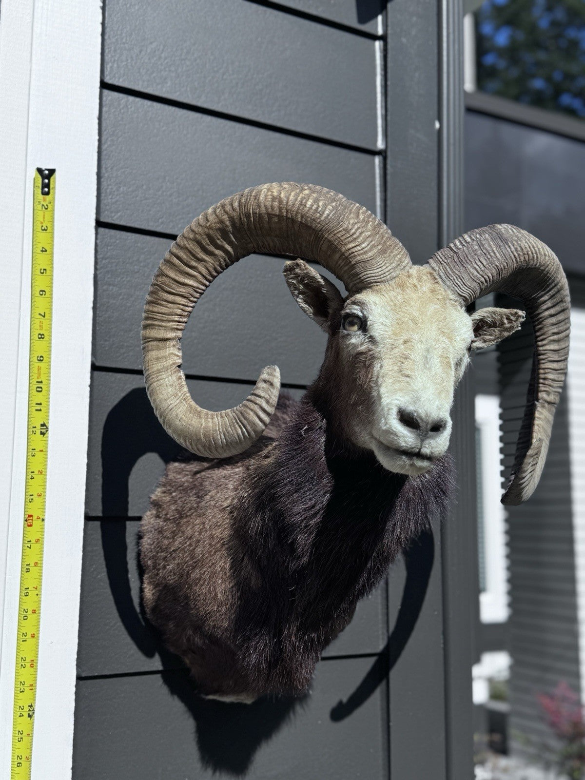 Mouflon sheep taxidermy mount