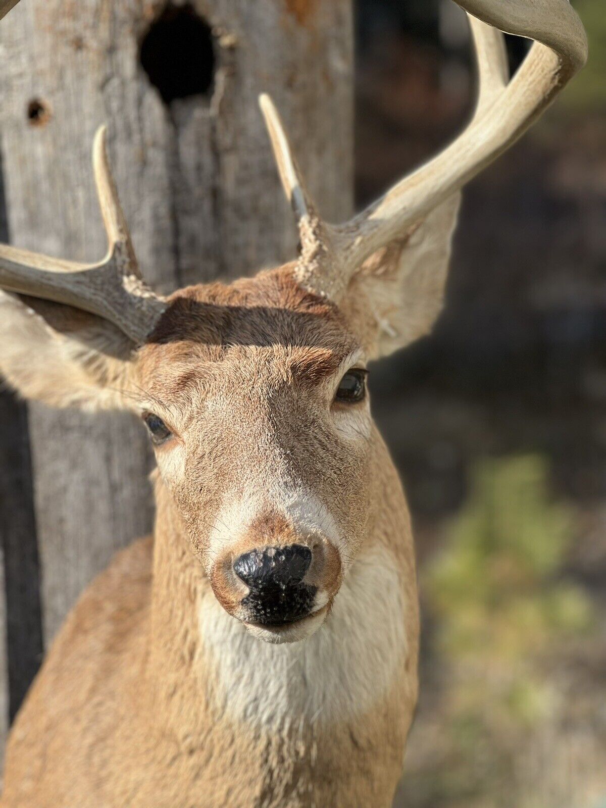 Shoulder Mount   White Tail Deer Real  Antler  Taxidermy Wall Mount
