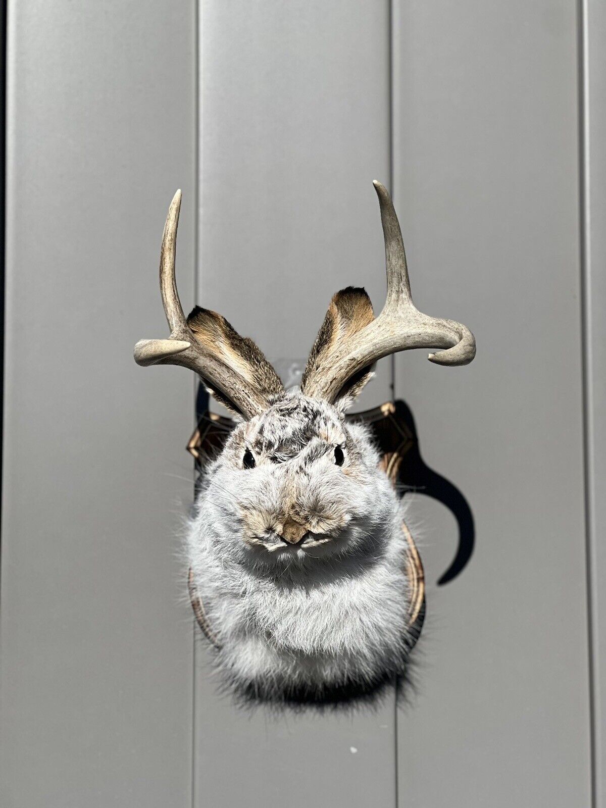 New Fluffy  Jackalope Taxidermy Wall Hanging Deer Jack Rabbit Antlers